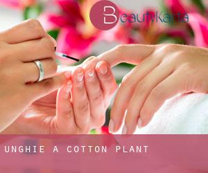 Unghie a Cotton Plant